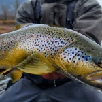 Surprise Trout